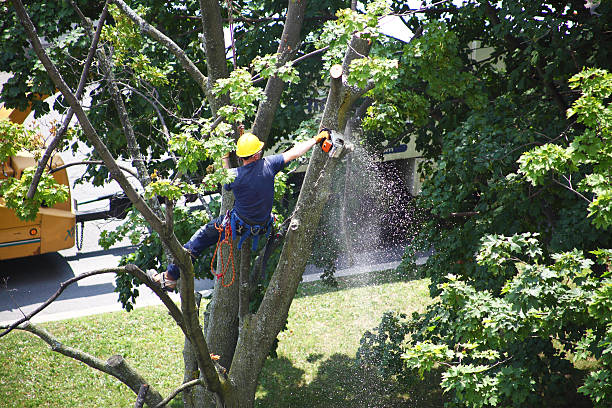 Best Commercial Tree Services  in Eldorado, TX